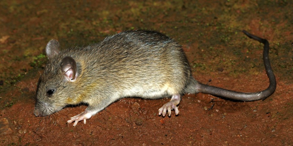 家に住み着くネズミ
